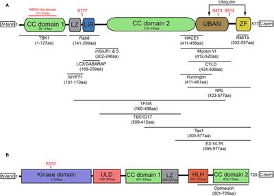 Optineurin: A Coordinator of Membrane-Associated Cargo Trafficking and Autophagy